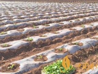 四川攀枝花烟区开始移栽工作 7.5万亩烤烟移栽工作将开始！