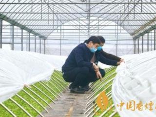 卷烟育苗正当时 云南省烤烟育苗播种进入高峰期！