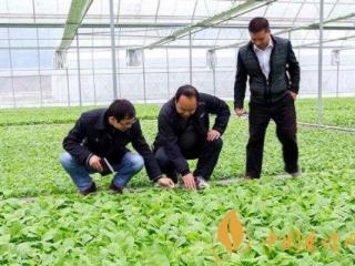 烟叶田间种植如何管理 烟草的田间管理技术介绍