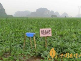 2020年云南师宗持续推广烟田绿色防控技术 促进烟叶生产！