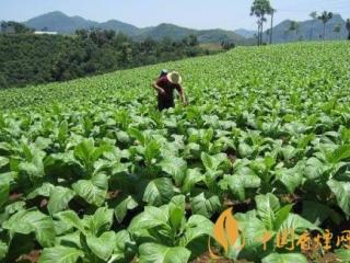 烟叶病虫害如何防治 烟叶大田管理技术的要点介绍！