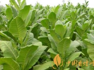 2018-2019年全球烟叶种植概览