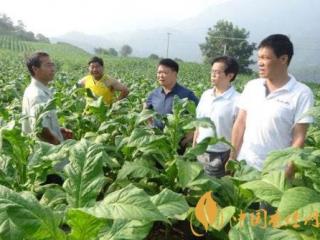 2020国内经济行情怎样 烟草市场发展情况介绍！
