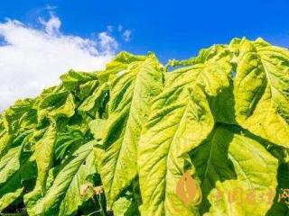 白沙尚品香烟口感评测一览 白沙尚品香烟价格表图