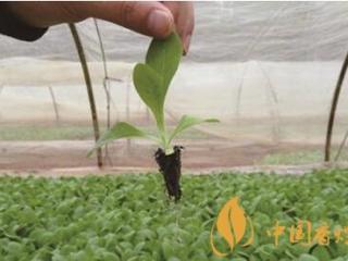七法培育漂浮小苗 烟苗管理注意事项