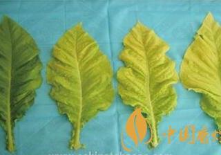 烟叶什么时候成熟 烟叶采收成熟度如何判断