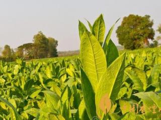 什么是有机烟叶 有机烟叶和普通烟叶的区别介绍！