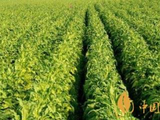 2019年各地区烟草病虫害年度发生趋势早知道