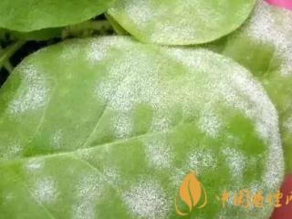 烟草常见的有哪些病害 烟草病虫害的症状及发病原因介绍