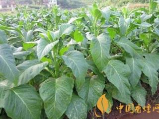 传统烟草和现代烟草有何区别 传统烟草与现代的三个转变