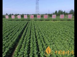 雪茄的原料是什么 国产雪茄的质量标准介绍！