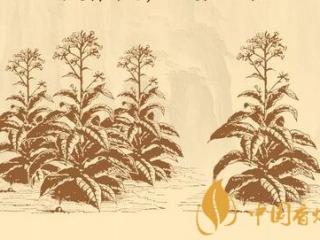 蚊香的危害和香烟一样吗 这些使用方式要注意