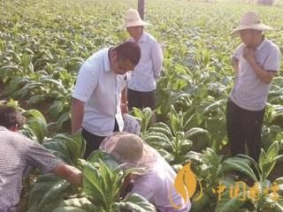 解读《烟叶生产灾害救助工作办法》