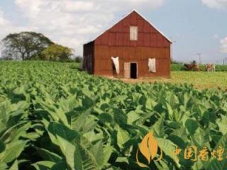 雪茄的主要产地在哪 盘点世界上的著名雪茄烟叶产区！