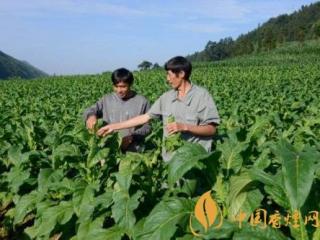 烟草可以一年两作 烟草种植的关键因素介绍！