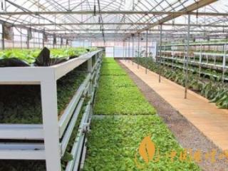 有机烟叶如何培育 海鸟粪将运用在有机烟草培育中！