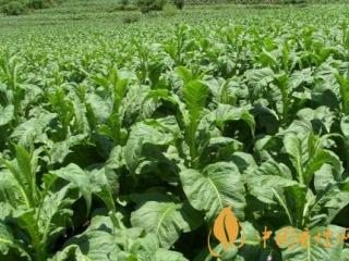 湖南打造田间课堂 让烟农足不出村学习烟草种植技术！