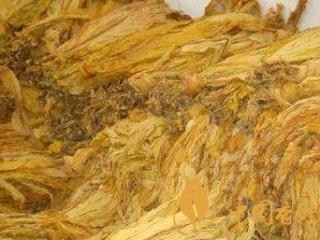 烤烟技术分析，烤烂烟叶生产原因及防止措施