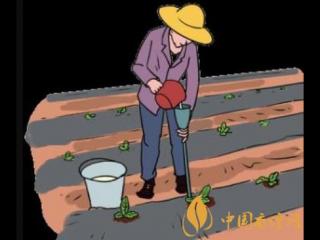 烟叶种植的技术和方法有什么 这三点要注意好！