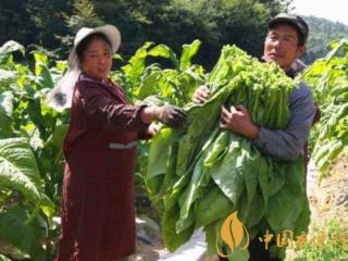 2018年农民种植烟叶违法吗 有销路、能挣到钱吗？