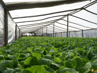 雪茄烟草植株和烟叶用途介绍