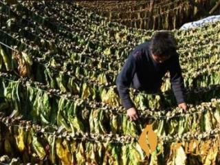 贵烟小国酒香好抽吗 贵烟小国酒香价格及口感介绍