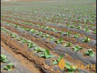 广西贺州一种烟草高垄铺膜机获国家实用新型专利！