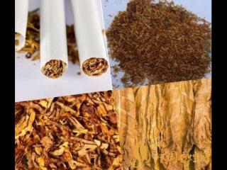 烟草原材料质量决定口感 国内的卷烟技术不断提升！