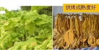 疫情期间烟叶生产正常进行 湖南省生产防控两不误！