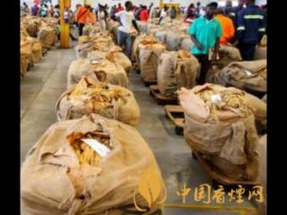菲律宾烟农举行抗议活动呼吁提高烟叶收购价格