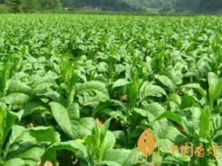 贵州烟叶税收占主要来源 烟叶种植已达178万亩！