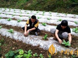 如何种植烟苗，专家给出了四个指导！