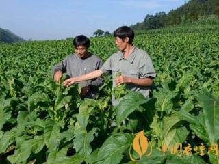 烟叶种植采收过程需要注意什么 烟叶种植生产的问题分析