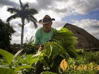 古巴雪茄是自营吗 古巴雪茄为什么要和欧洲烟草公司合营？