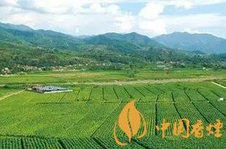 雪茄与香烟的区别  尤其要重视对身体伤害方面