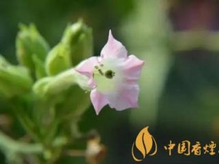 烟草花图片及花语 烟叶树也能开出美丽的花