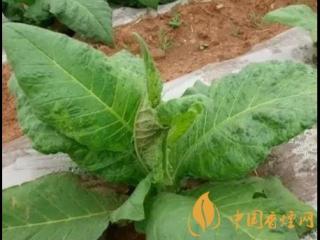 烟叶病虫害如何进行防治 烟叶病虫害防治的方法介绍