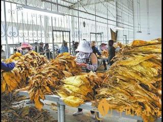 烟叶收购需要注意什么 维护烟叶收购秩序的五个强化