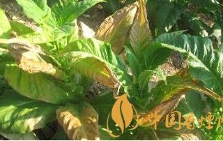 烟叶日灼伤的原因及处理措施