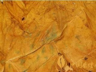 茄衣上面有绿斑 雪茄绿色斑点产生的原因