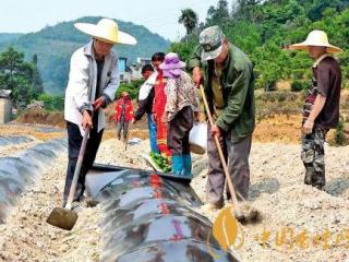 烤烟种植有哪些技巧 烤烟的需水规律介绍！