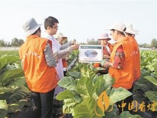 烟叶增产的方法介绍 生物农药可在烟草上绿色生产！