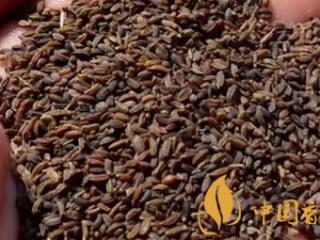 雪茄烟叶如何种植 雪茄烟叶的种植技术及处理工艺介绍