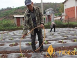 2020烟叶移栽开始 云南春季烤烟生产工作从四方面有序推进