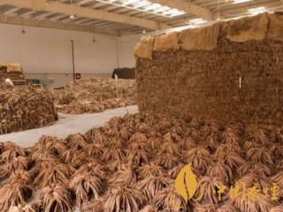 雪茄烟叶的制作过程是怎样 雪茄烟叶的制作和醇化介绍