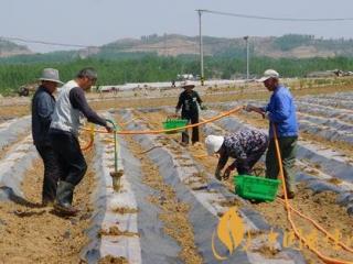 烟叶长势不均衡怎么办 烟叶种植长势的处理方法介绍！