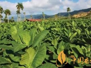 雪茄的好坏如何分辨 优质雪茄的鉴别方法介绍