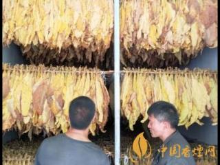 烤烟怎么才能烤黄 安定9900亩烤烟陆续开烤