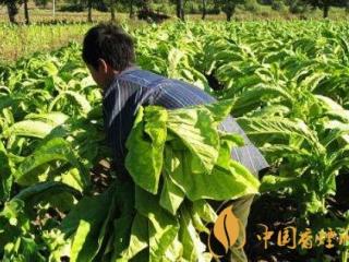 烤烟正当时 湖南衡阳市2020年第一房烟叶正式开烤！