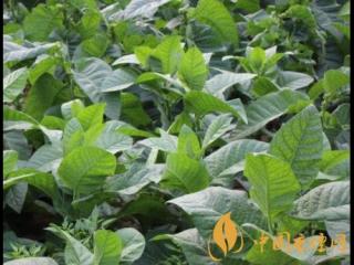 烟草种植技术有哪些 烟草种植需要注意的四点知识介绍